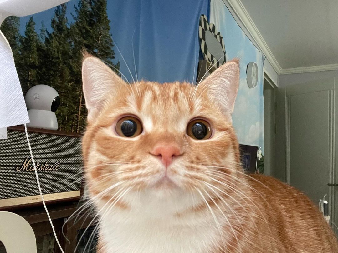 고양이에게 사랑받는 법, 꼼꼼하고 섬세한 케어